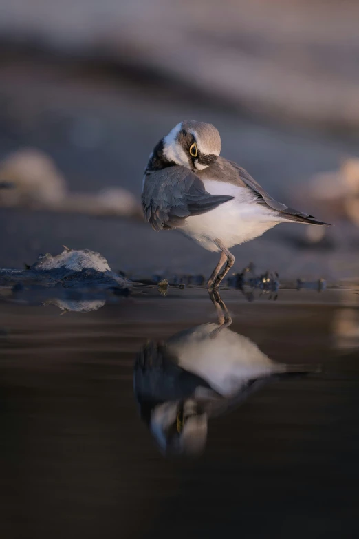 a little bird standing on a beach near the water