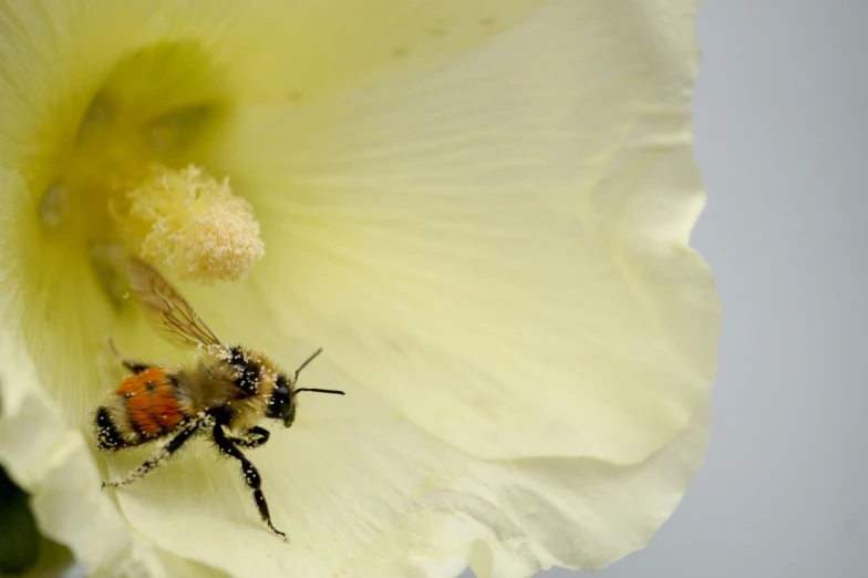 two bugs inside a flower and one on the end