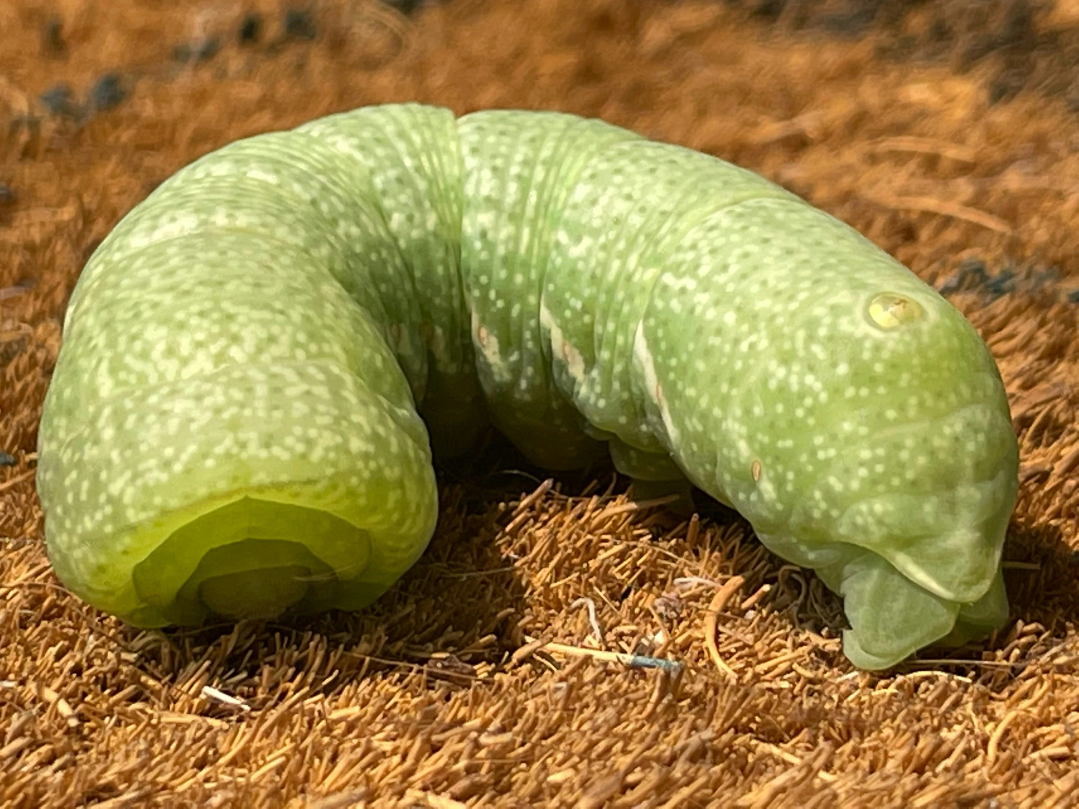 a very large green insect on top of dry grass