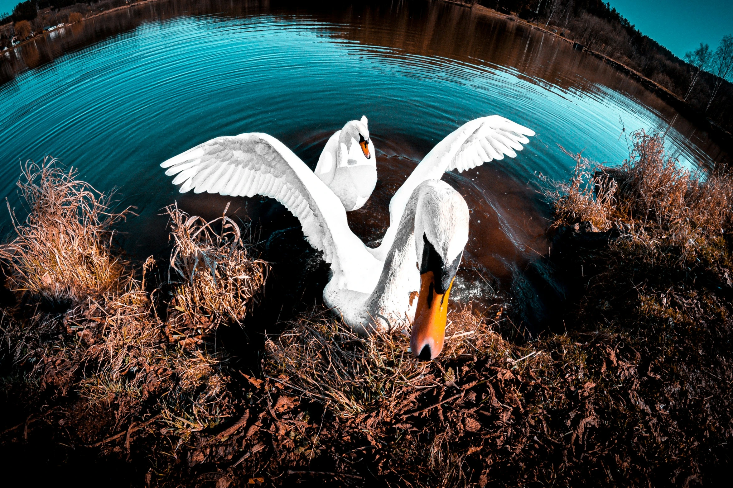 a white swan with its wings spread over a body of water