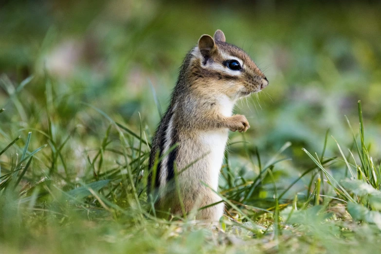 a little chipper standing on its hind legs in the grass