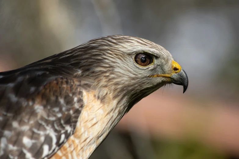 the falcon is staring into the distance