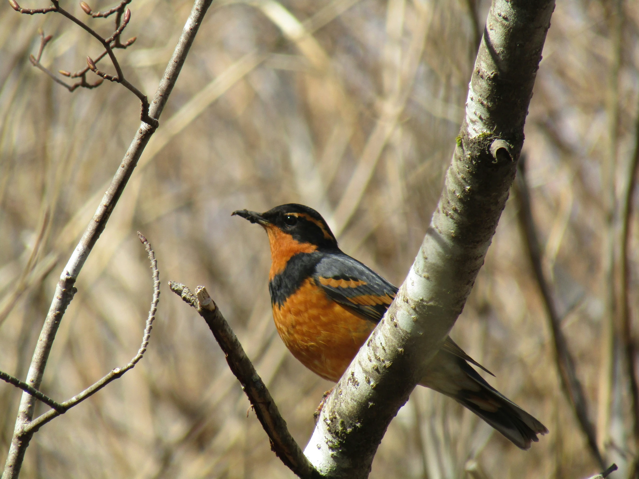 a bird perched on the side of a tree nch