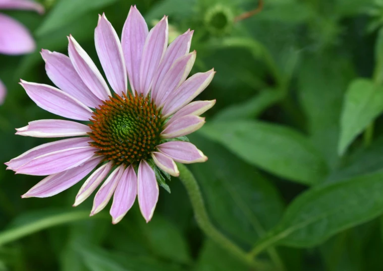 the big purple flower is blooming outside on the plant