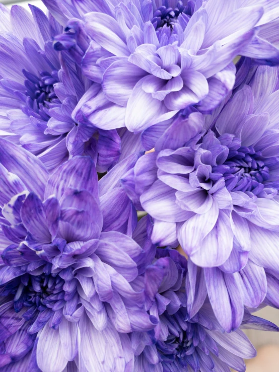 blue flowers that are on a white background