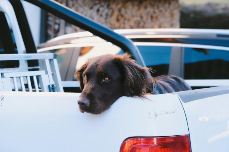 the dog is looking out from the back of the car