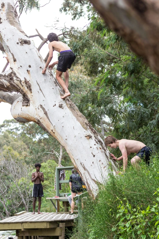 people standing on a fallen tree limb next to a bridge