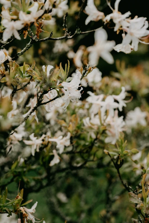 a bunch of white flowers in a field