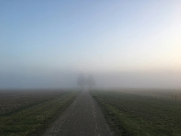 two trees on the edge of a farm road