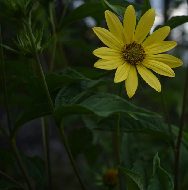 yellow flowers are very large in color and bloom