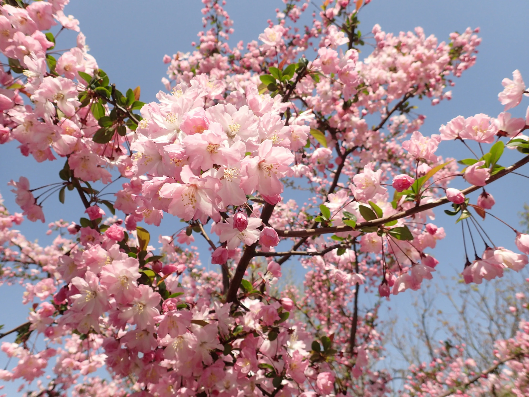 a tree with pink flowers against the sky