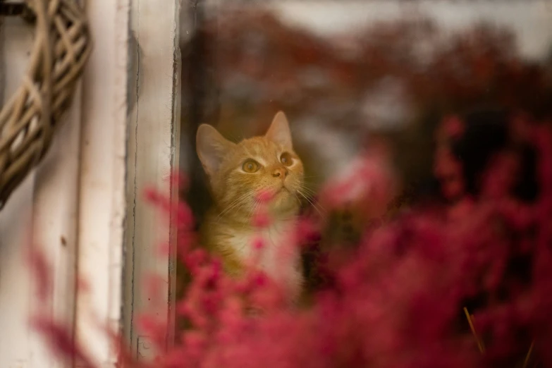 a small cat is looking out the window