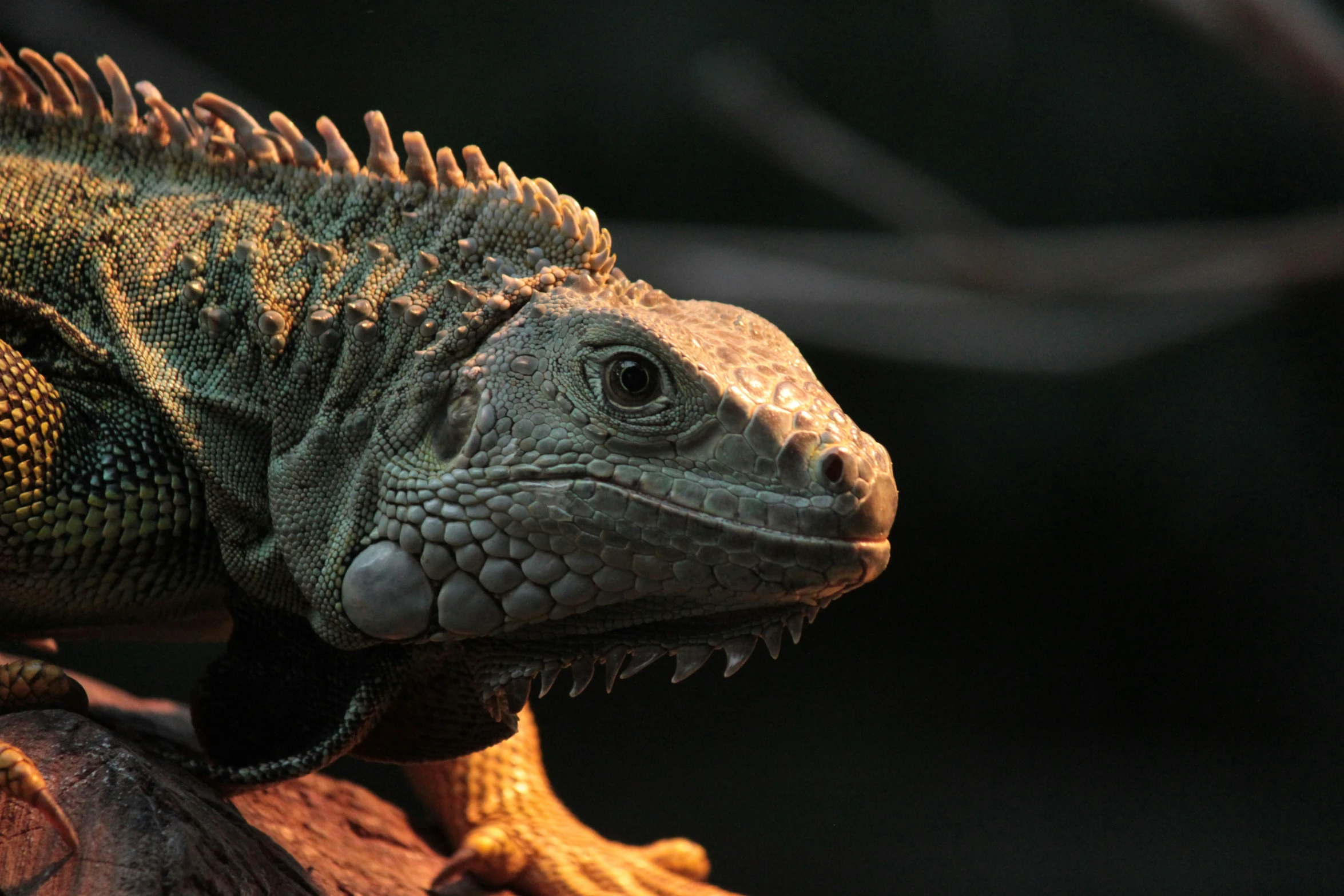 a big green iguana in an enclosure looking back