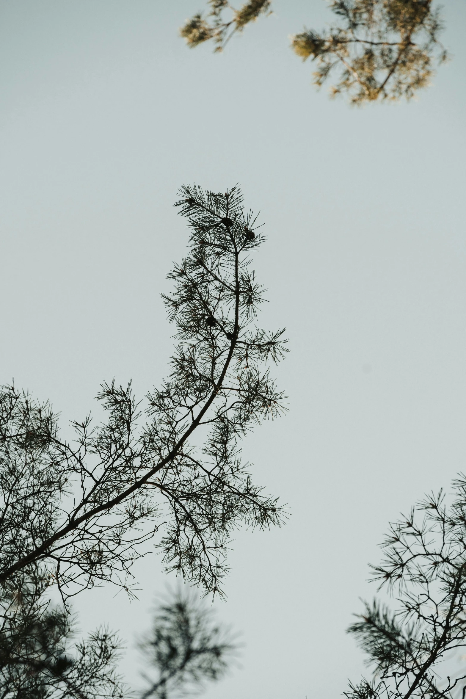 the view of trees from below looking up into a sky