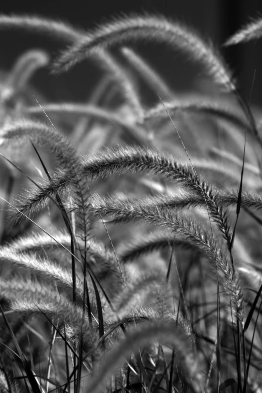 black and white po of an area with a lot of tall grass