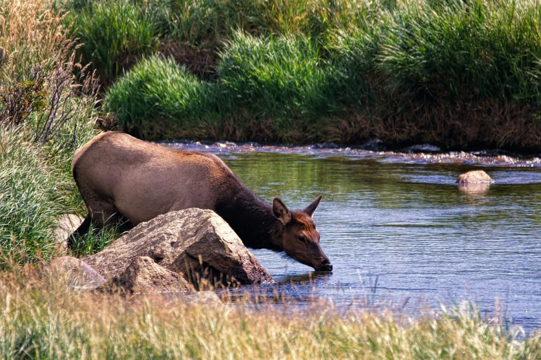 two water buffalo drink at the waters edge