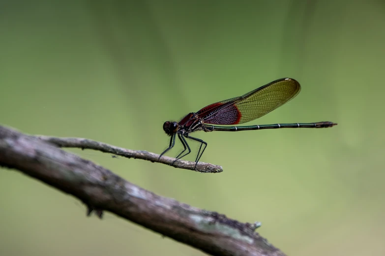 a dragonfly is standing on a nch and looking around