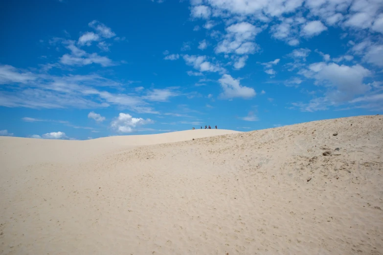 a couple of trees are on top of the sand