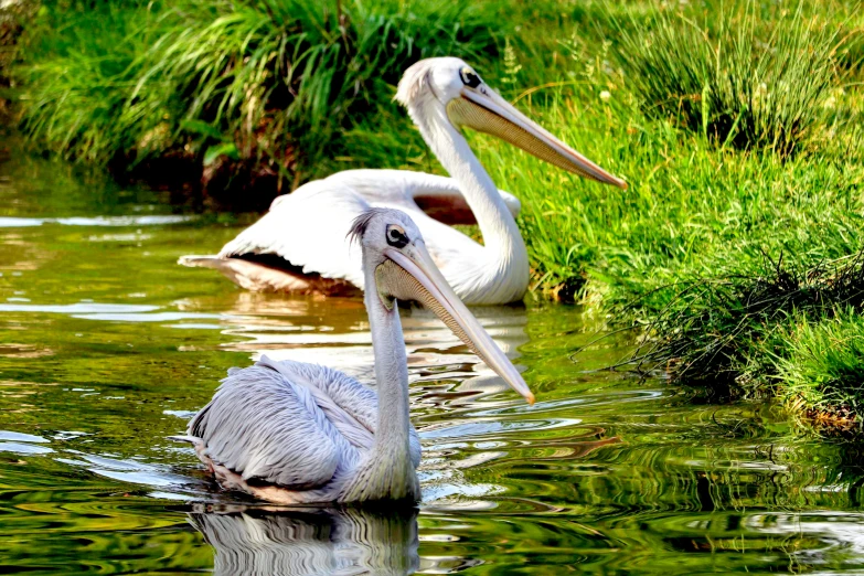 two pelicans are swimming in the lake together