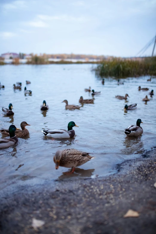 ducks swim around and in the water near the shore