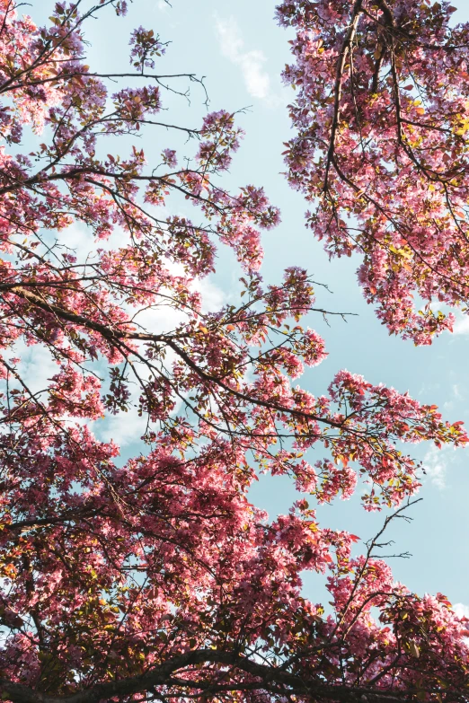 treetops with pink blossoms against the blue sky