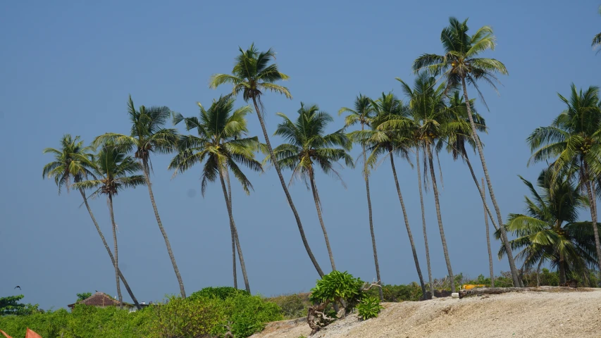 tall palm trees on a sandy beach on a sunny day