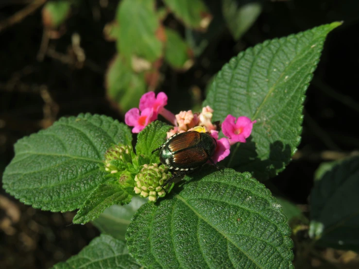 a brown beetle with yellow spots sitting on a pink flower