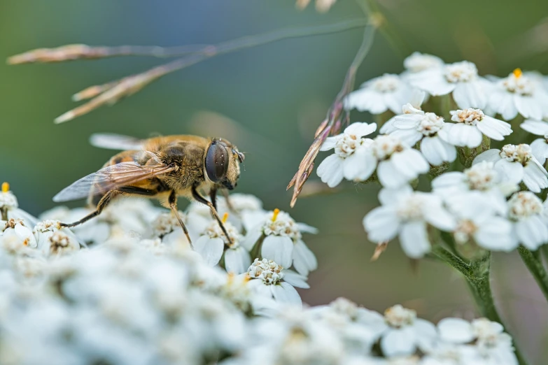 a bee flying low over flowers and green leaves