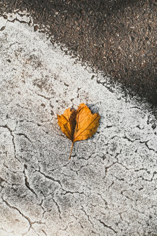 a leaf is sitting on the street and appears to be in the middle