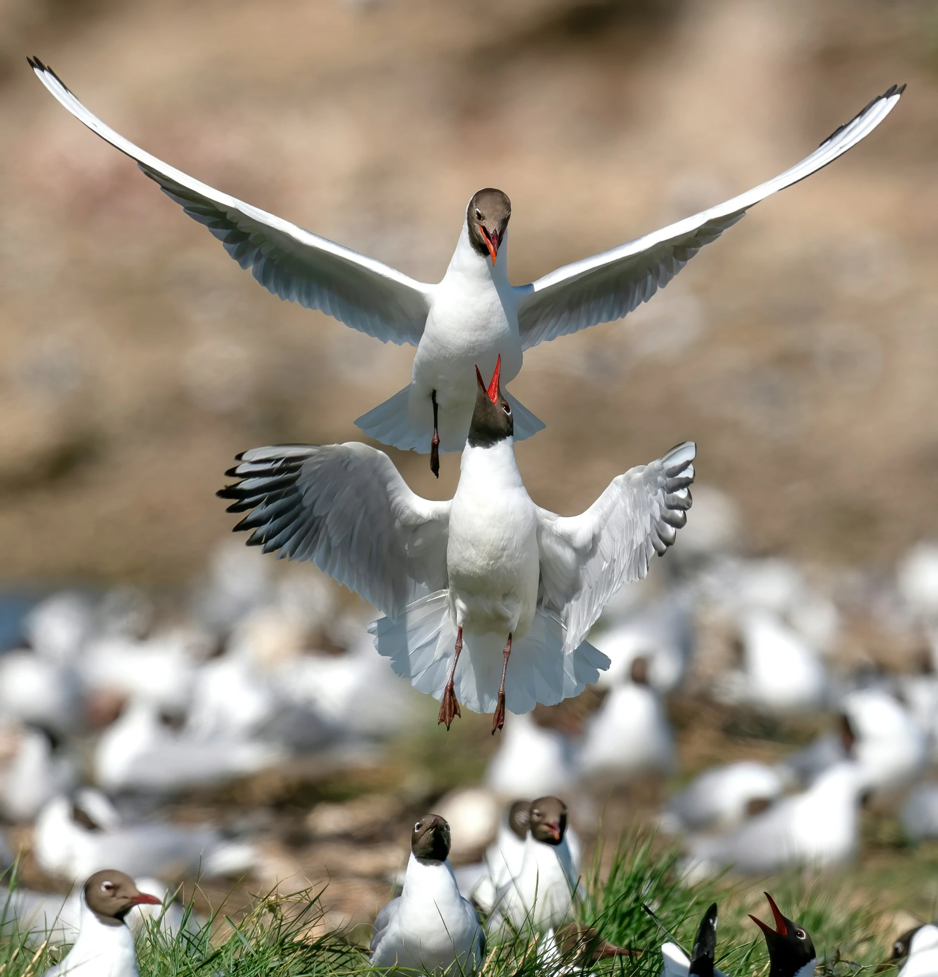 white birds in a field full of other white and black birds