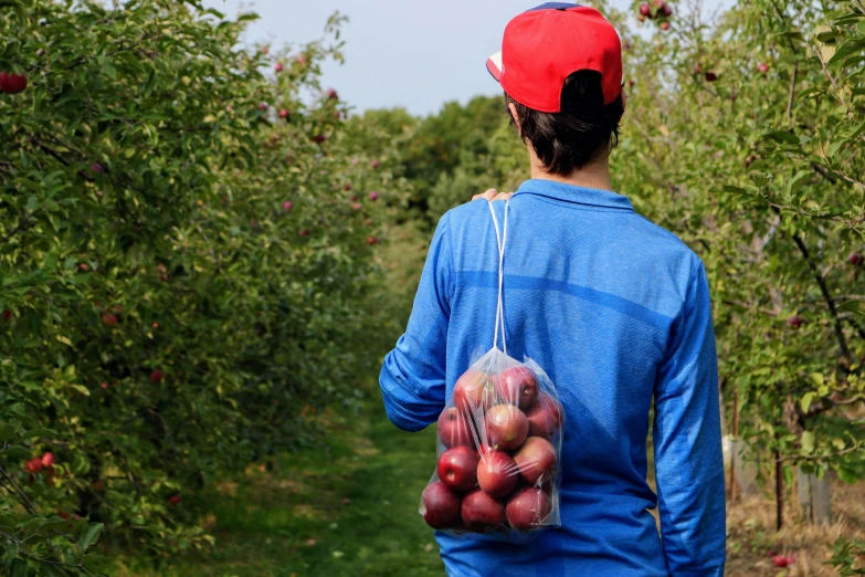 a person walking down an apple farm carrying a plastic bag