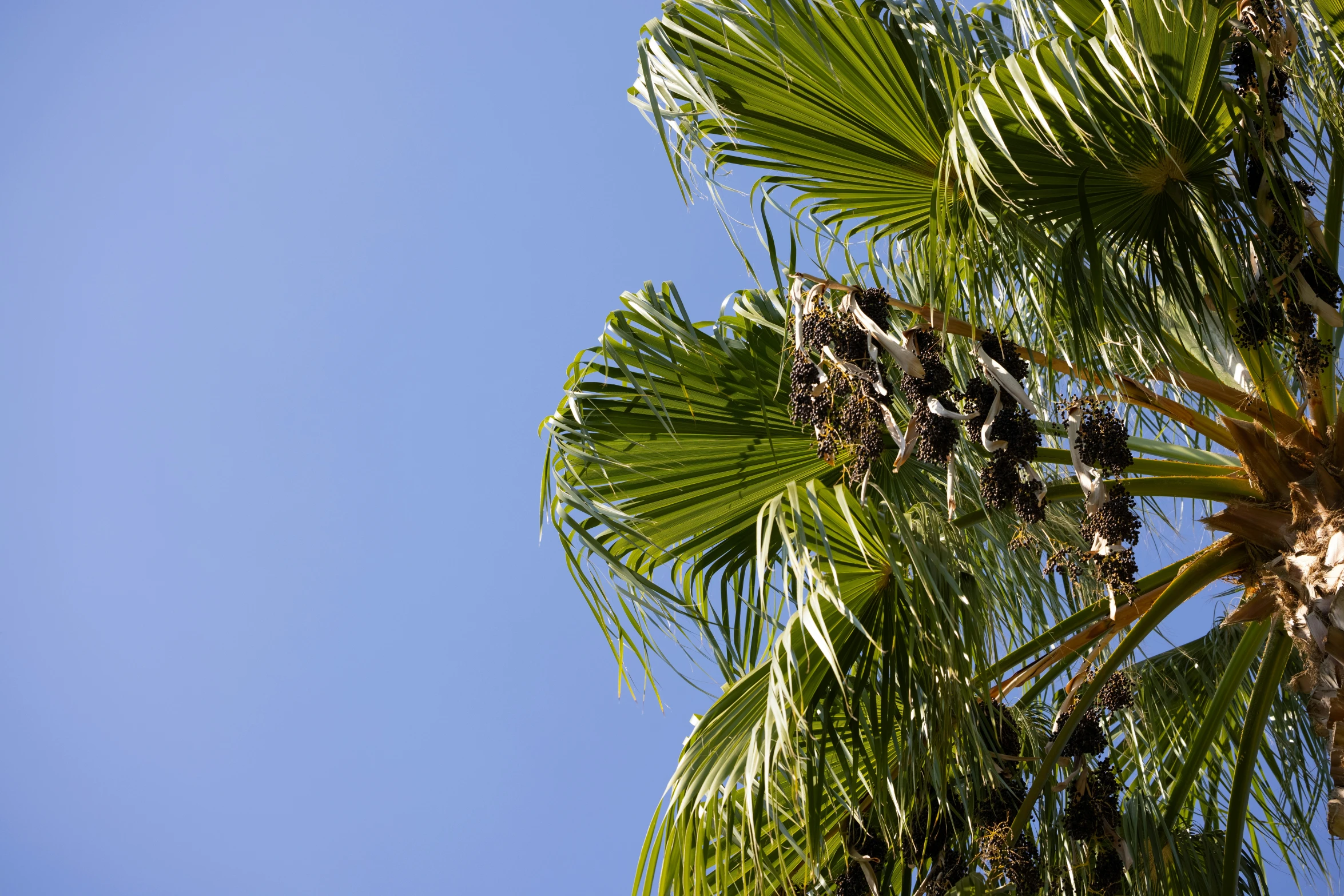 the nches and fruit on this tree are green