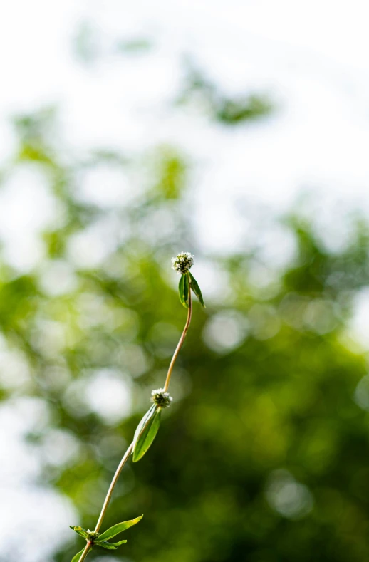 a single nch with leaves is being held by a twig