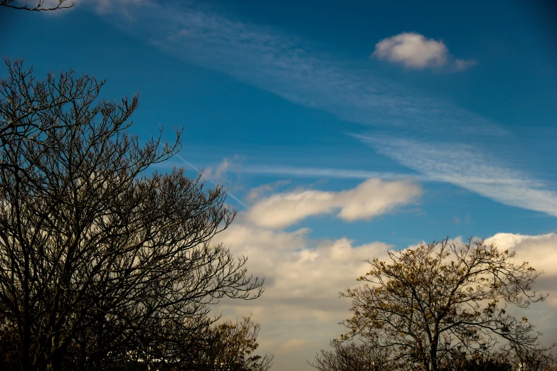 two trees under a blue sky and clouds