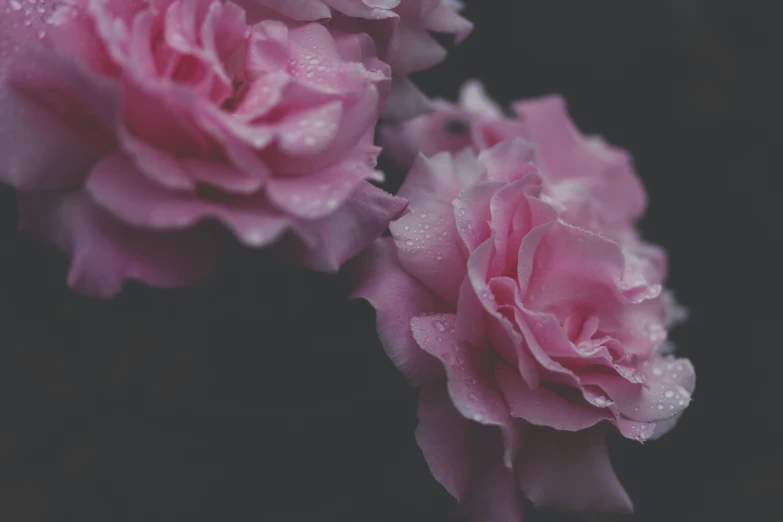 a bunch of pink flowers that have been taken with a lens