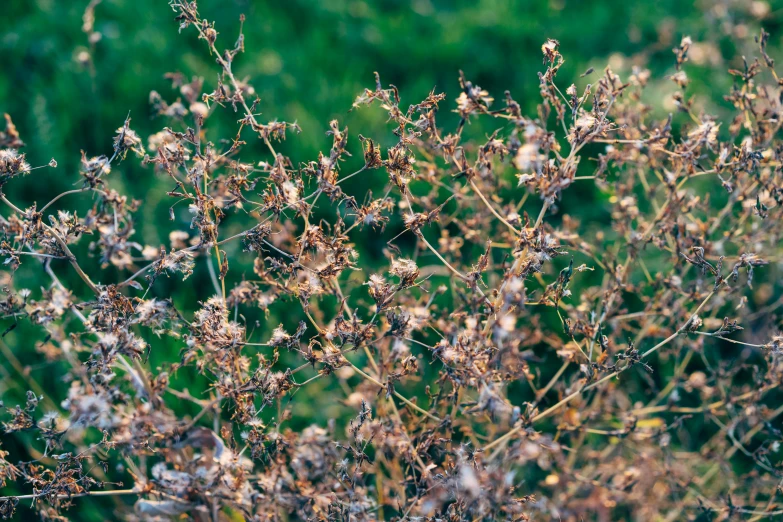 a small bush with many small flowers growing on it