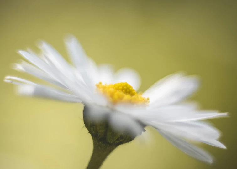 a white flower with yellow stamen on its center