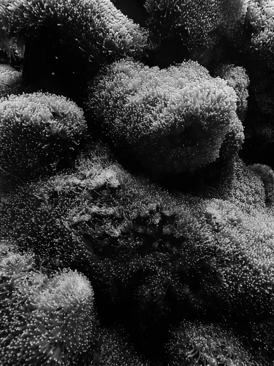 black and white pograph of balls of bubbles