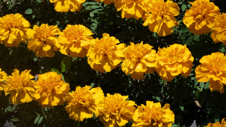 yellow flowers blooming in a garden on a sunny day