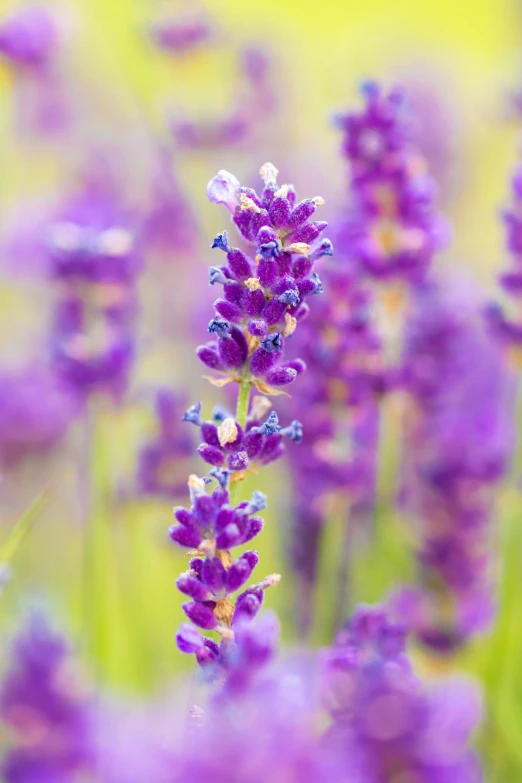 a close up of some purple flowers in a field