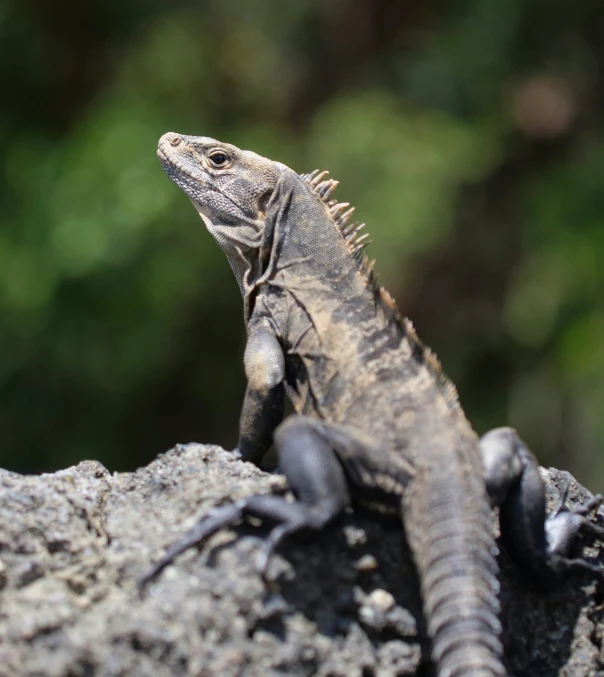 the lizard is sitting on a rock outside