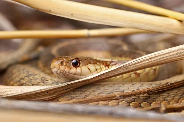 the brown snakes are looking out over the water