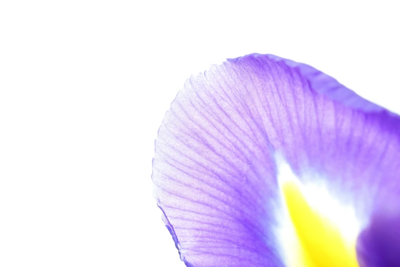 the bottom half of a iris flower in front of a white background