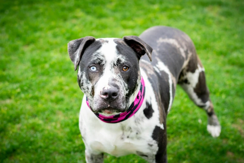 a spotted dog with spots and black on it looking up