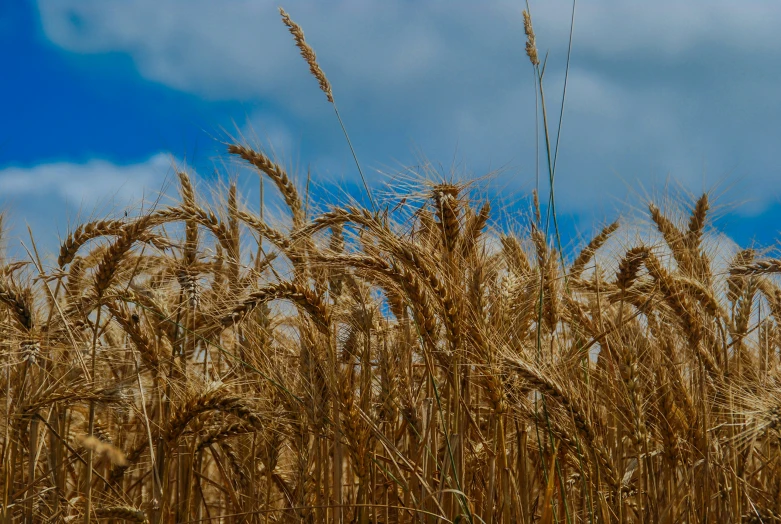 an open field of brown wheat with clouds above it