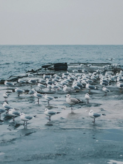 many seagulls on an icy pond surrounded by rocks