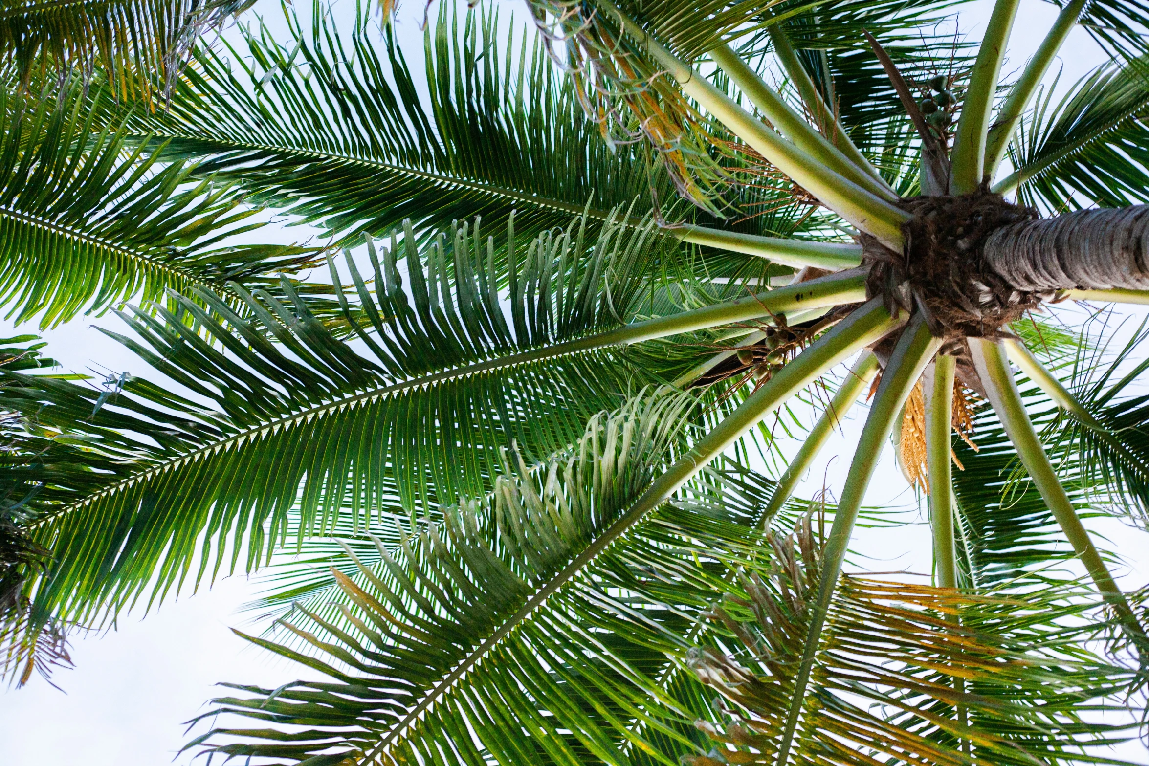 the top of a palm tree looking up at it