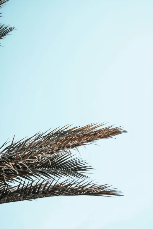 a palm tree reaching up into the sky