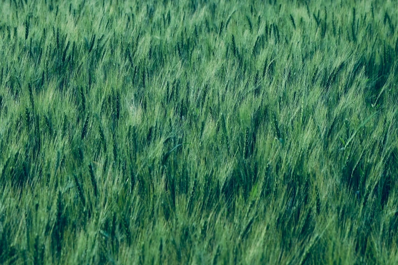 an image of a field that has tall green grass