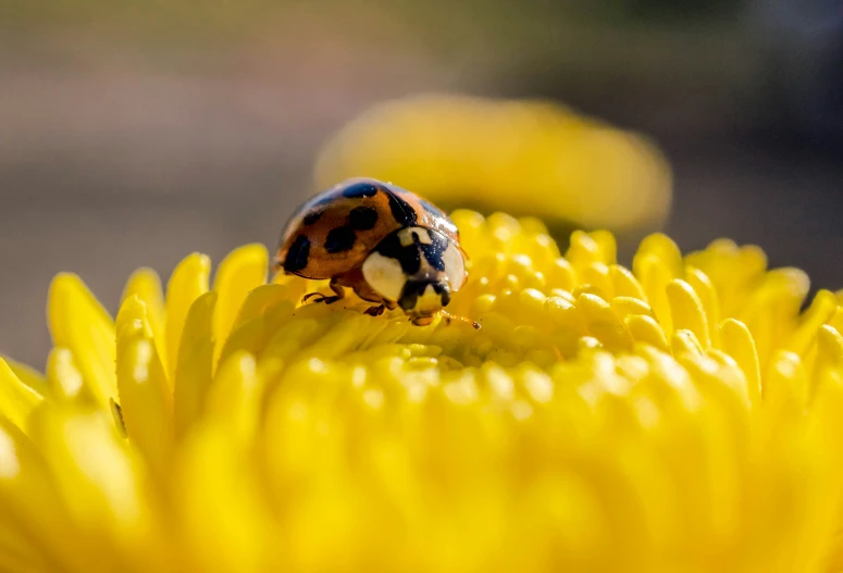 a lady bug sits on a large sunflower